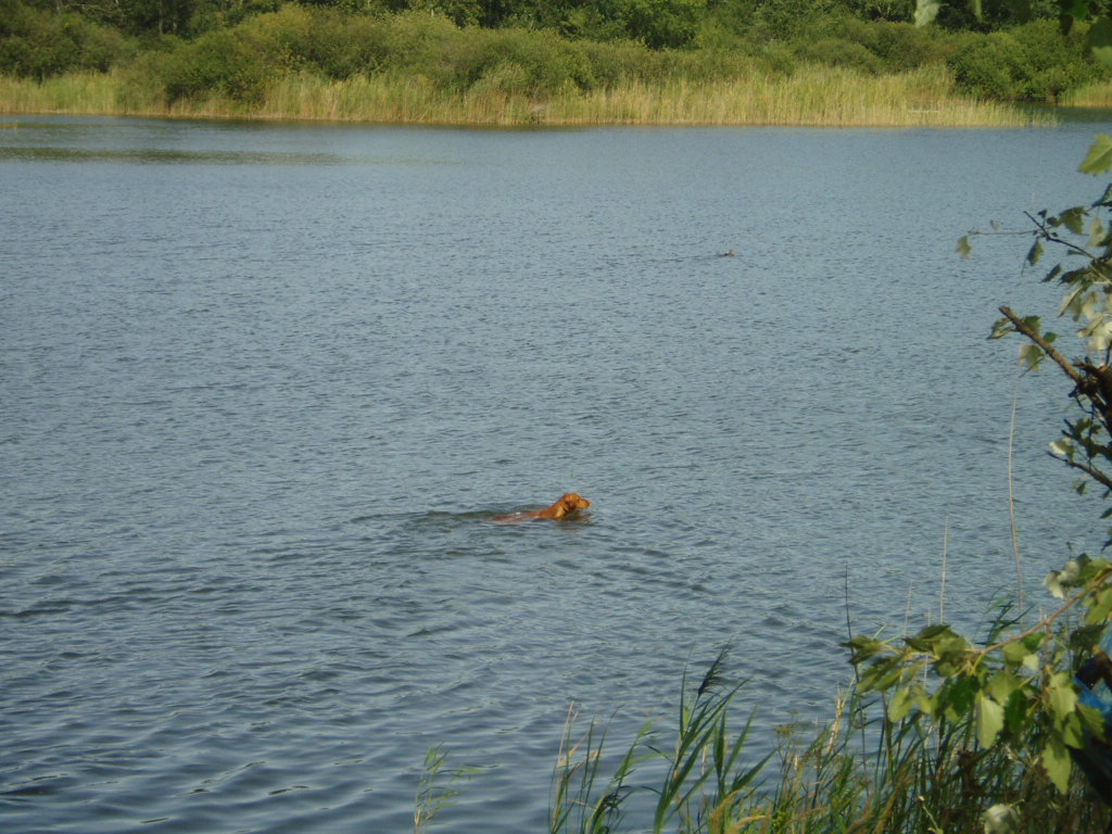 Stopa na vodě